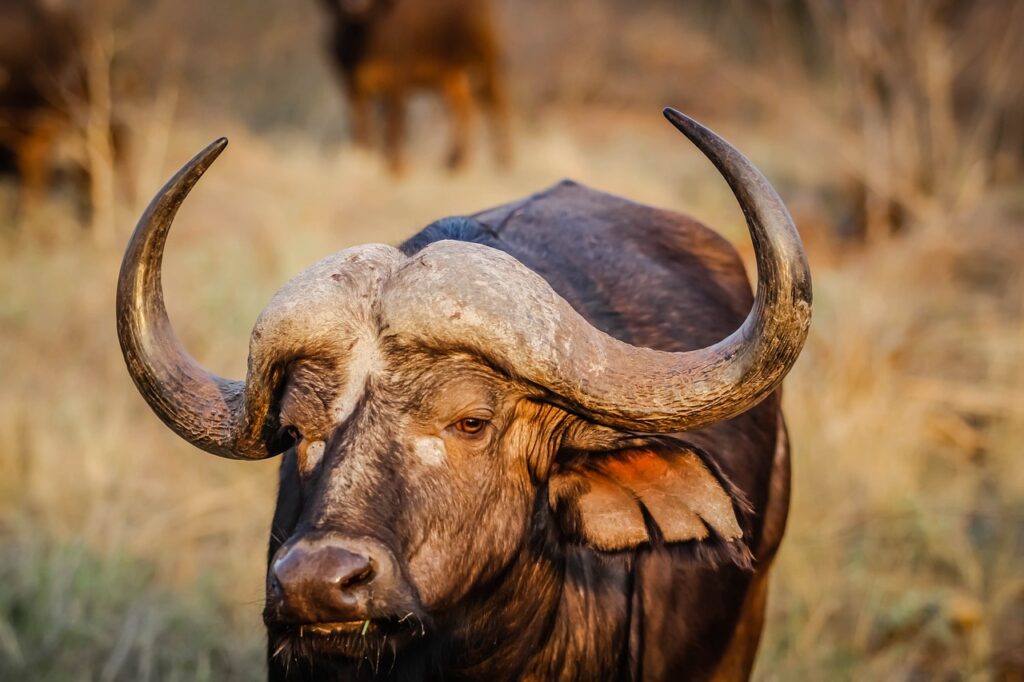 african buffalo, animal, wildlife-1285217.jpg