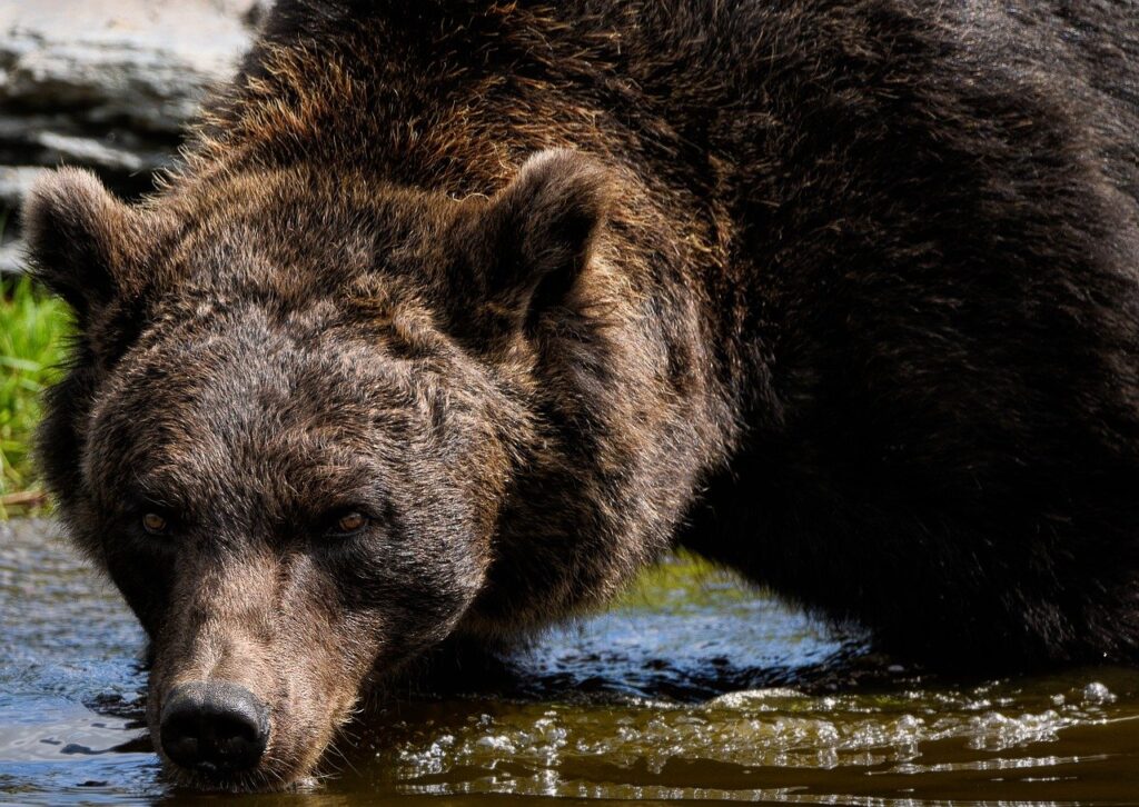 bear, brown bear, grizzly bear-8355371.jpg
